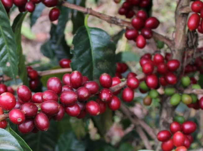 top-rated-instant-coffee-kafetos-coffee-co