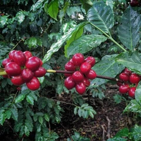 convenient-instant-coffee-multi-serve