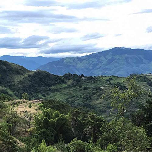 easy-to-brew-whole-beans