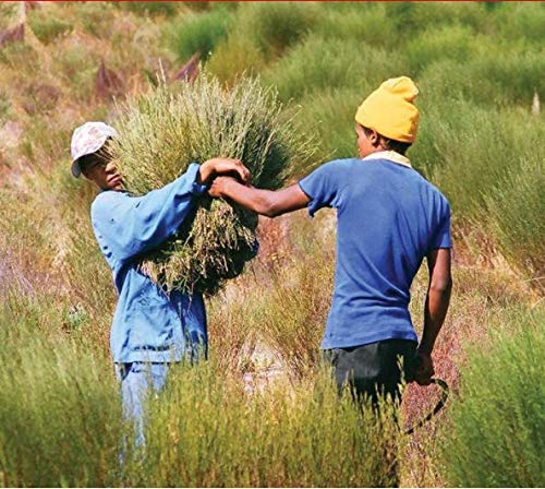 premium-decaf-coffee-tick-tock