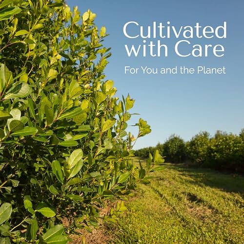 top-rated-green-tea-palermo-tea-company