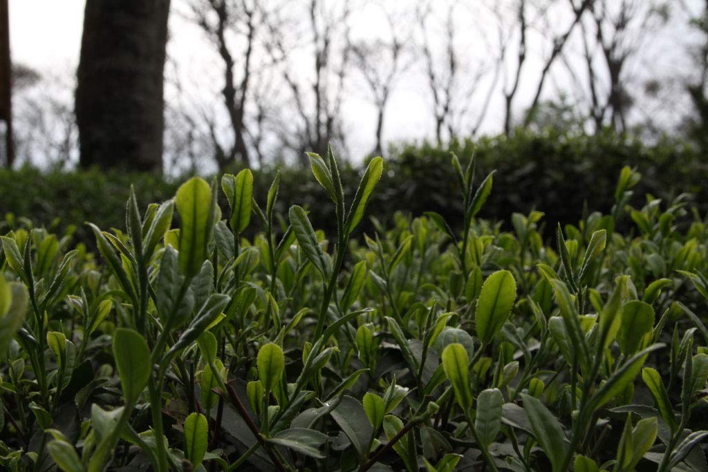 convenient-black-tea-multi-serve