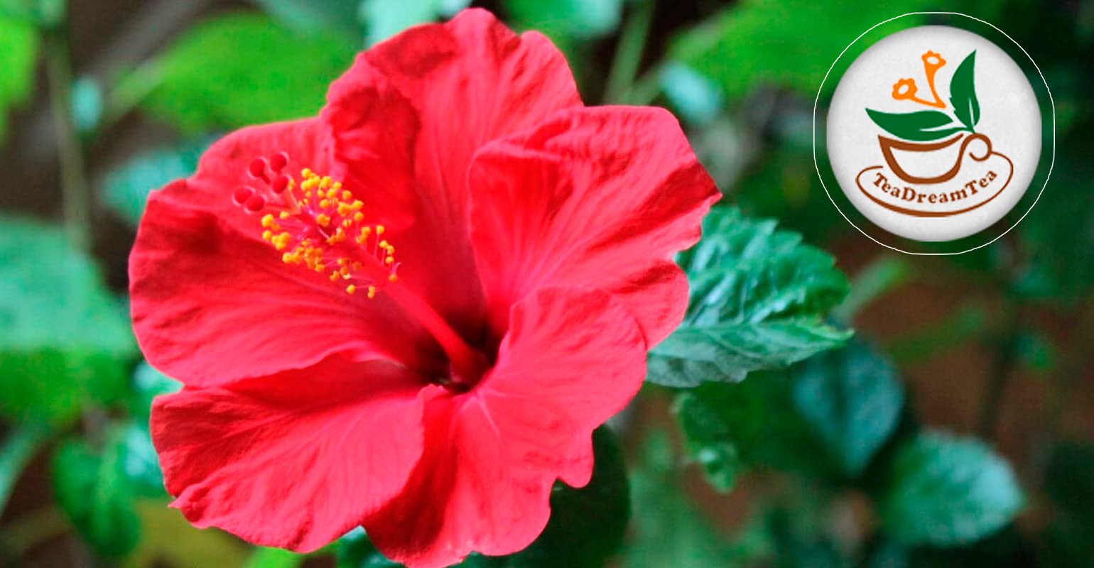 top-rated-instant-tea-teadreamtea