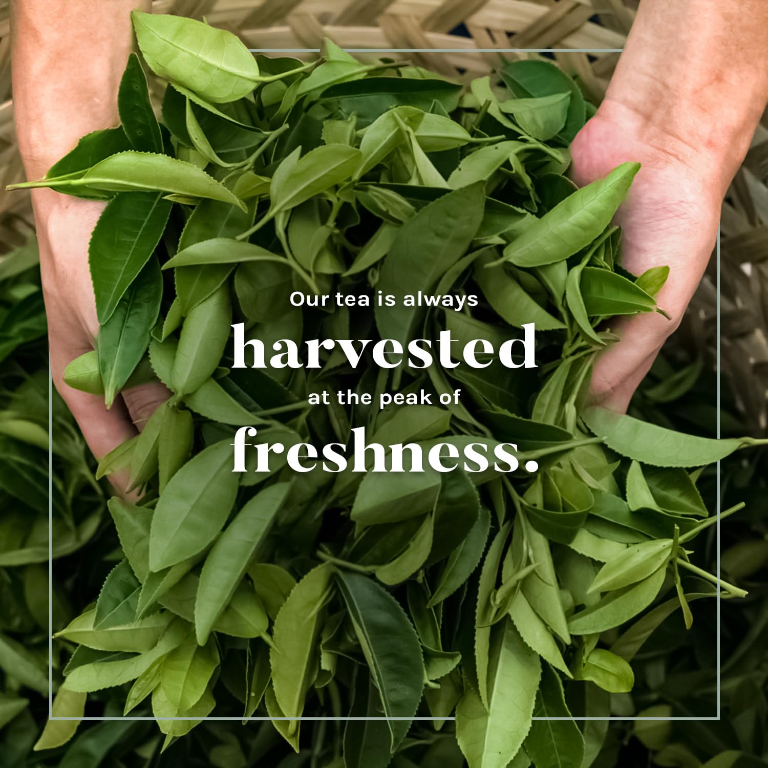 rich-full-bodied-green-tea