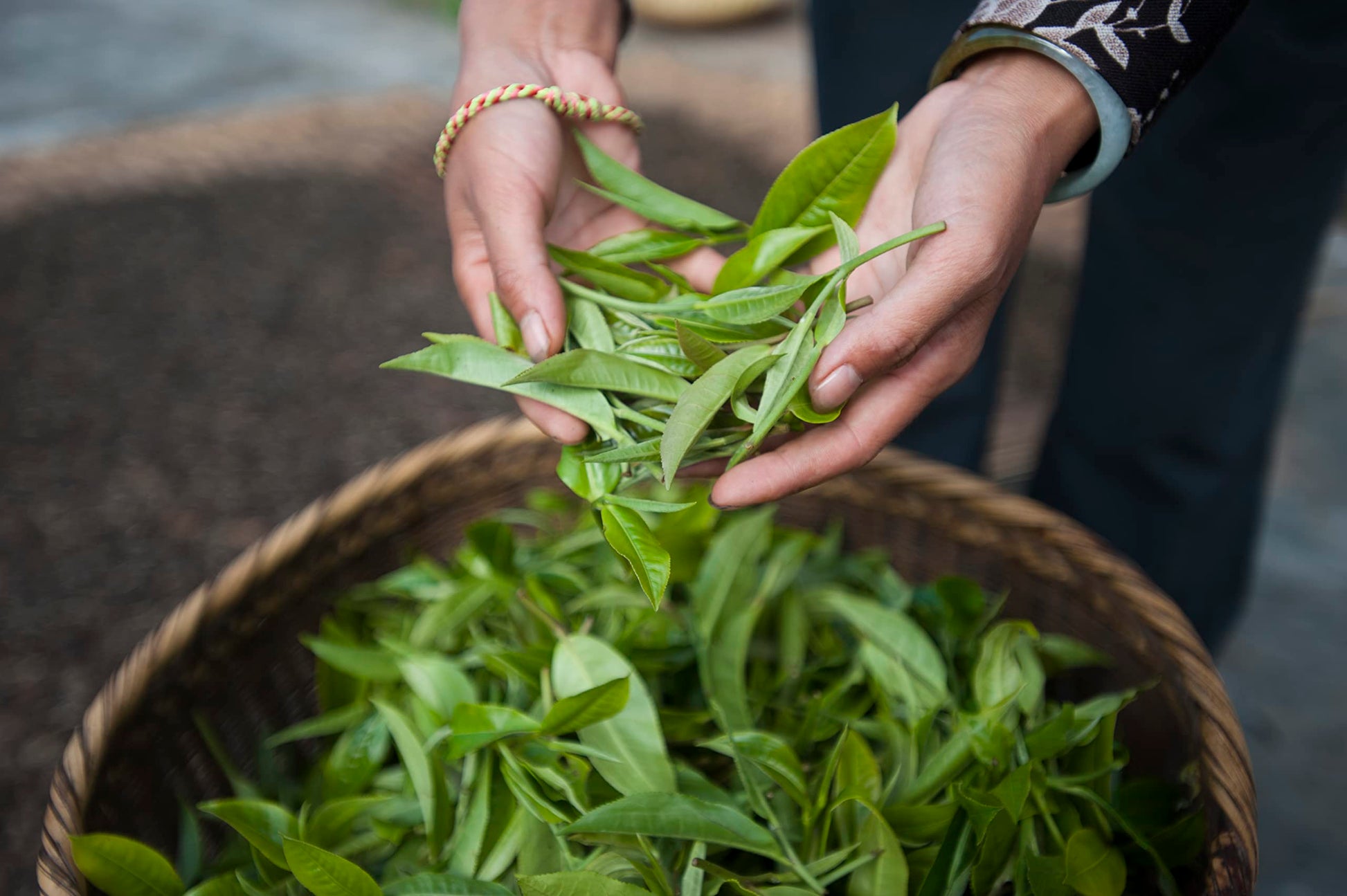 easy-to-brew-rooibos-tea