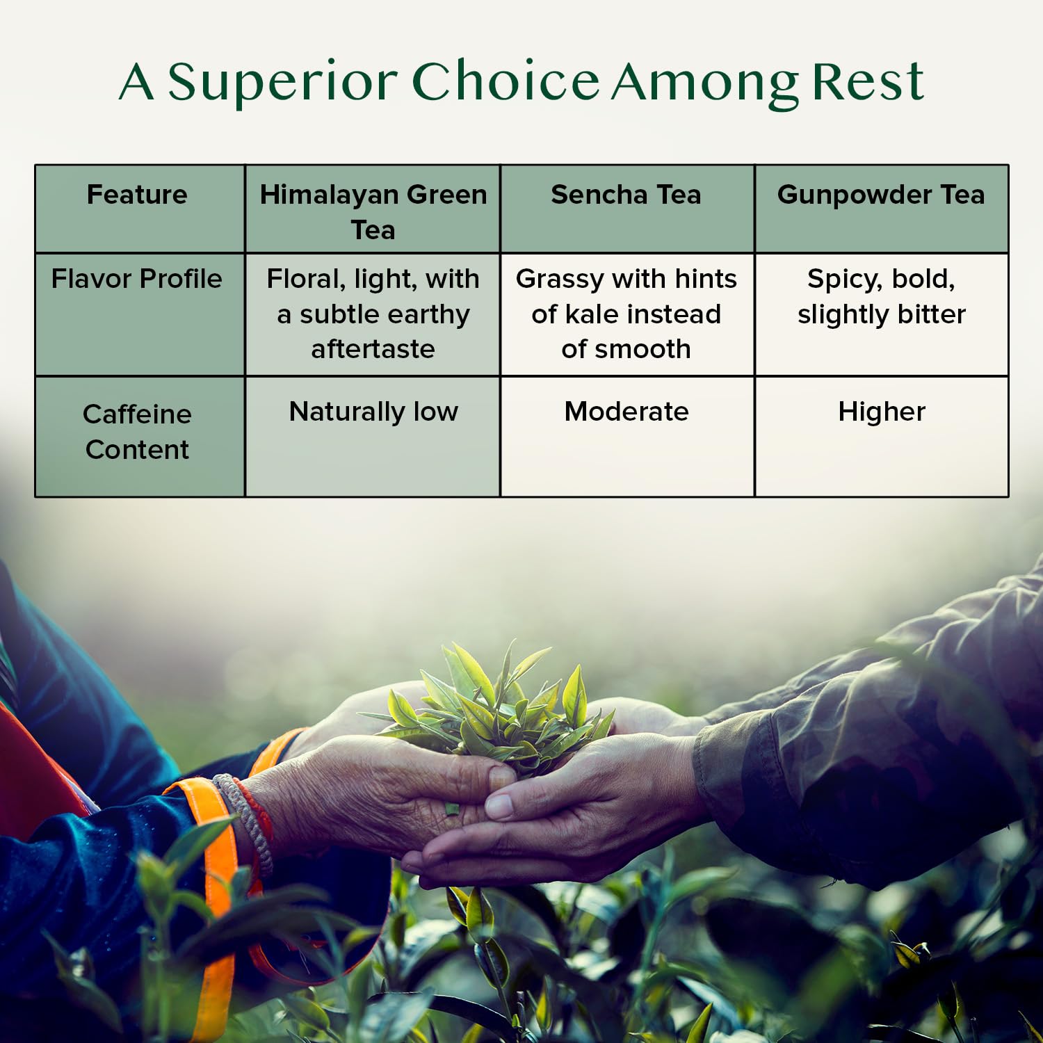 affordable-green-tea