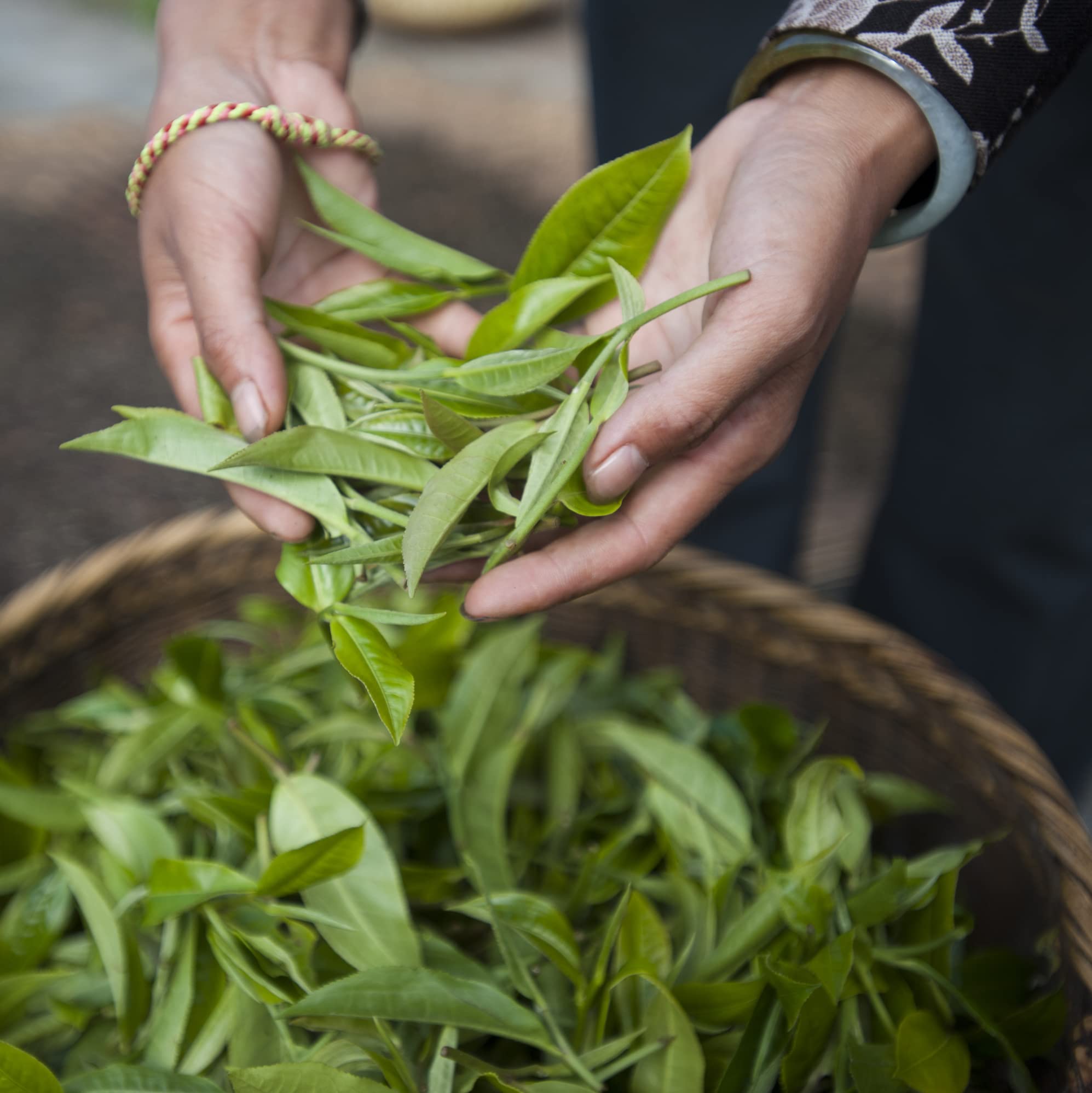 easy-to-brew-rooibos-tea
