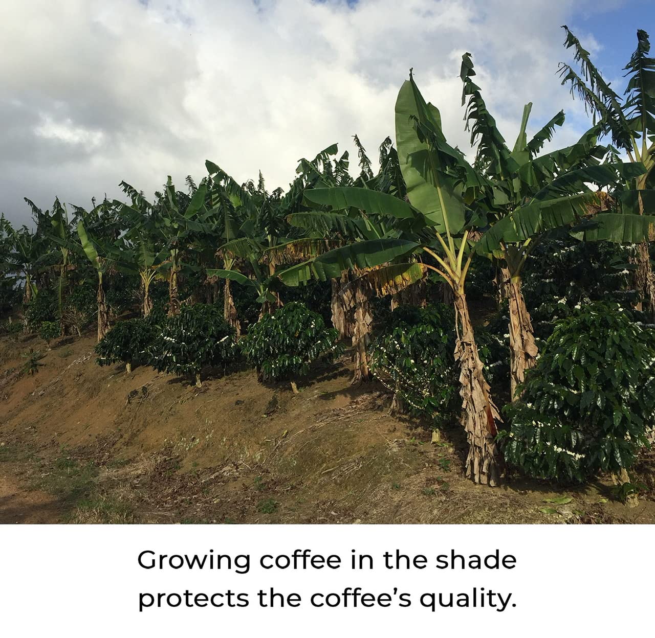 rich-full-bodied-ground-coffee