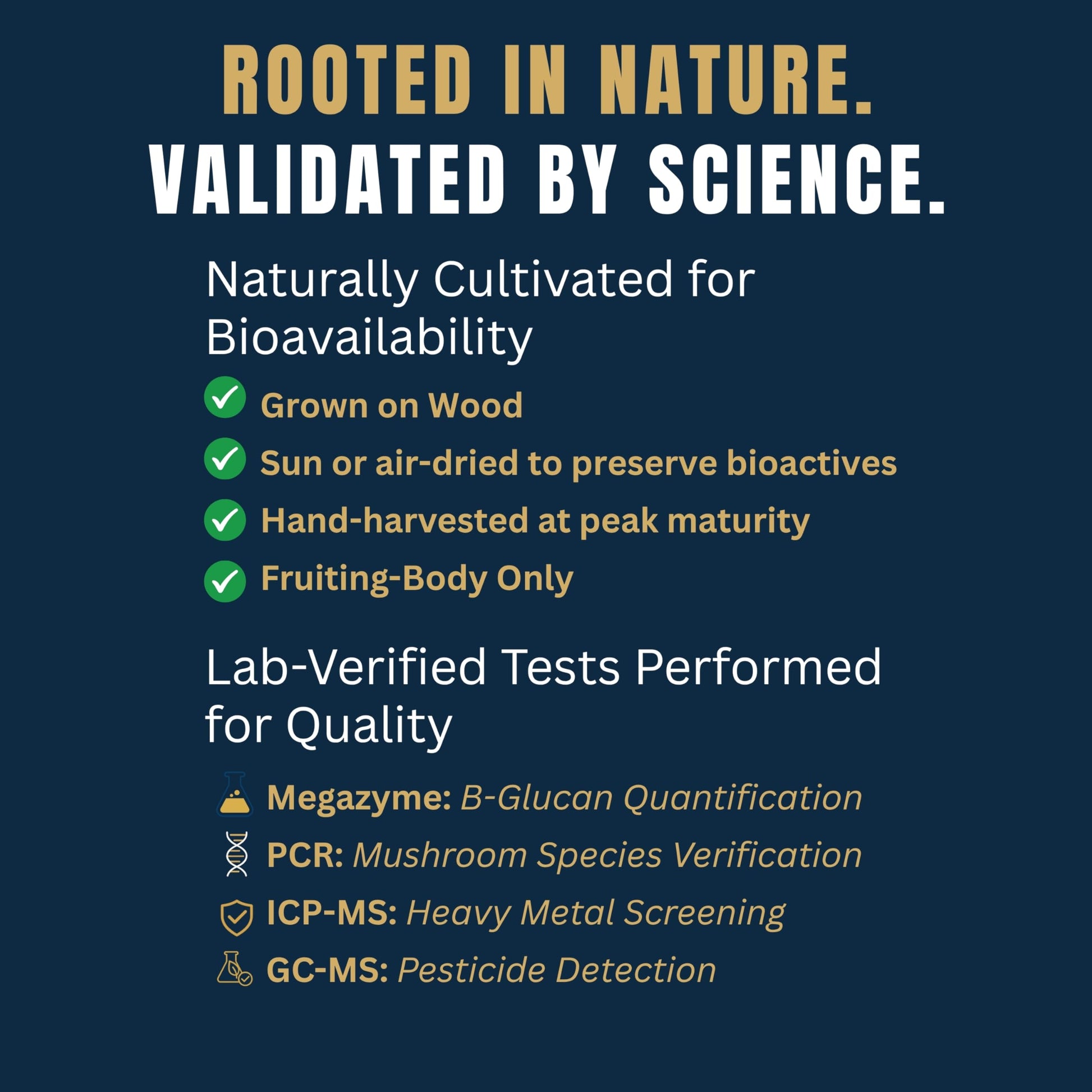 affordable-mushroom-coffee