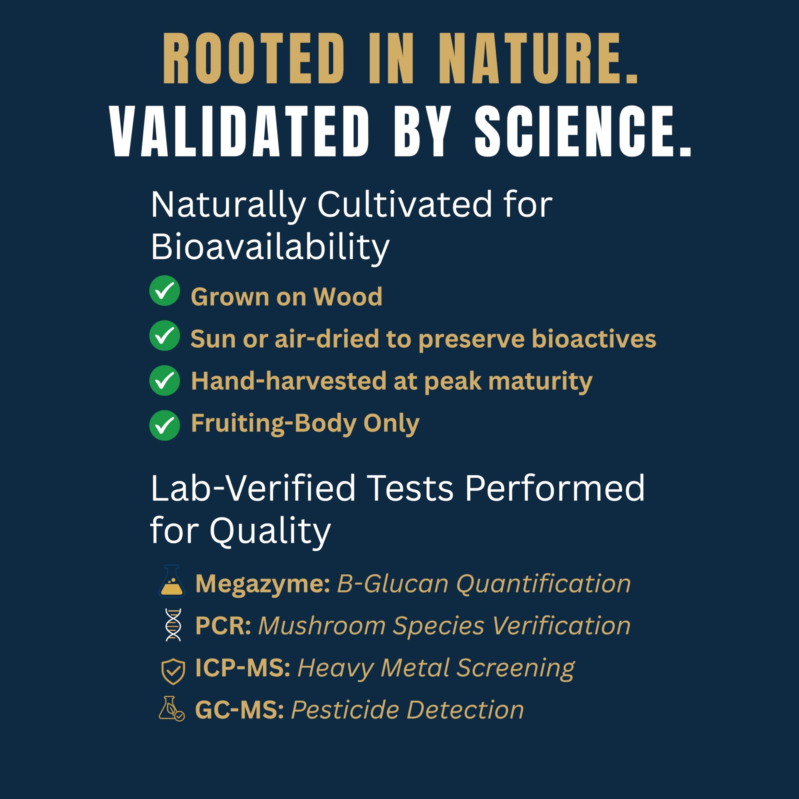 affordable-mushroom-coffee