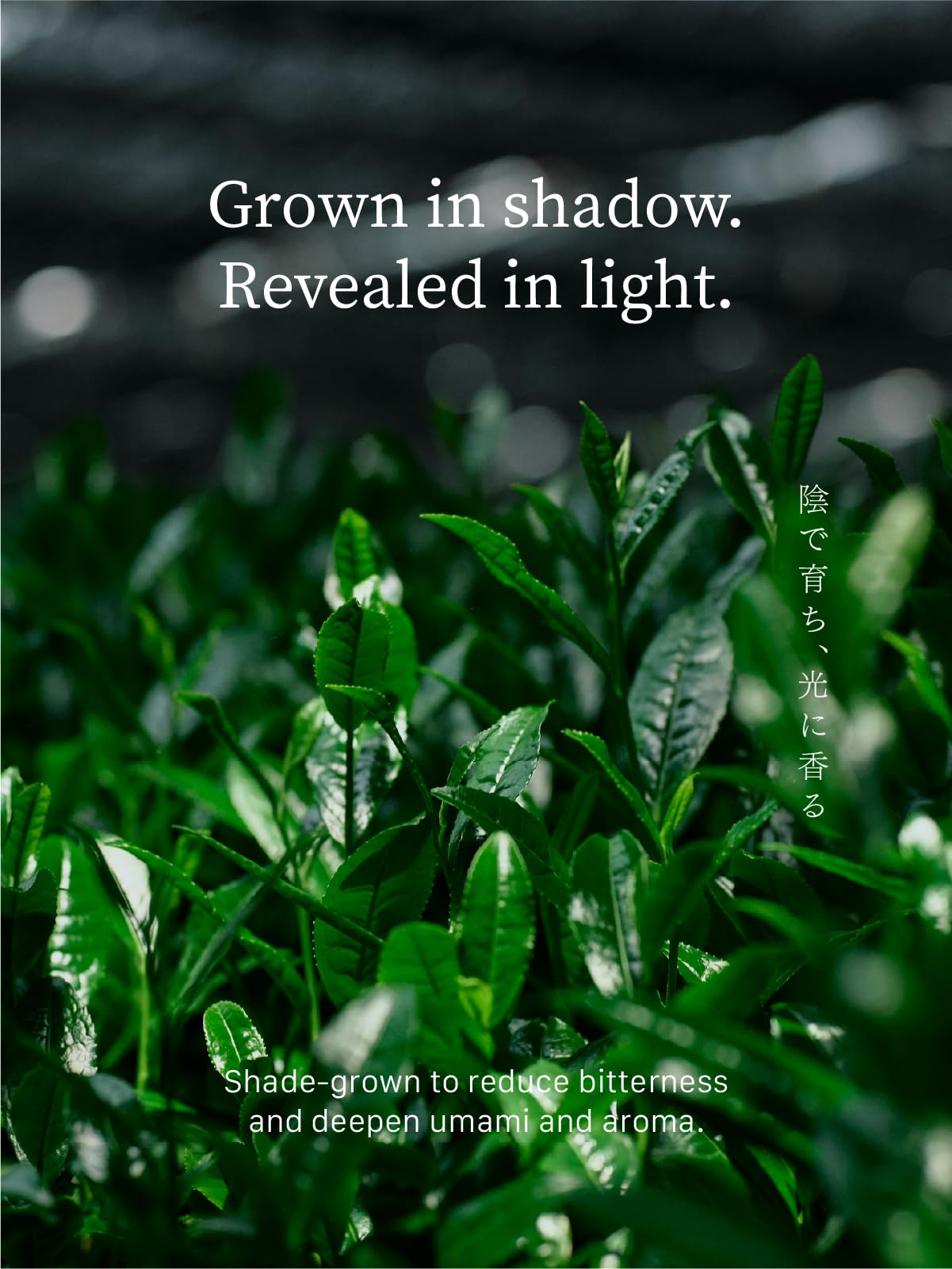 rich-full-bodied-matcha-powder