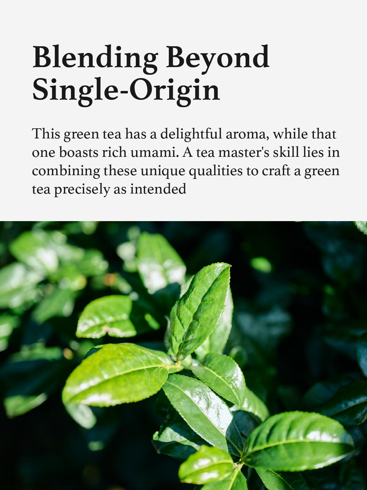 rich-full-bodied-matcha-powder