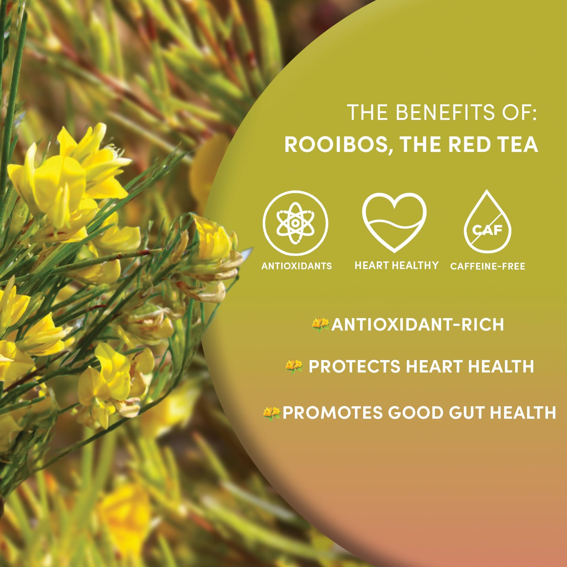 smooth-bold-flavor-black-tea