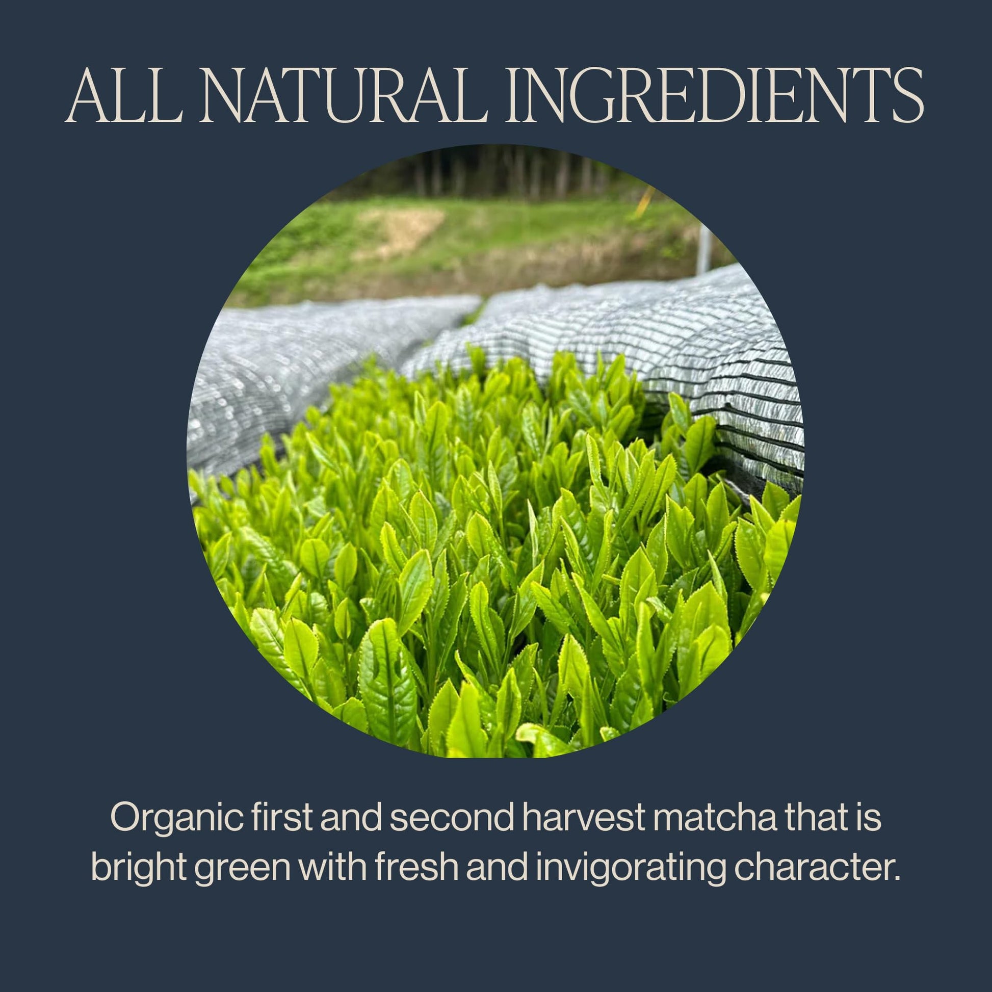 convenient-matcha-powder-multi-serve