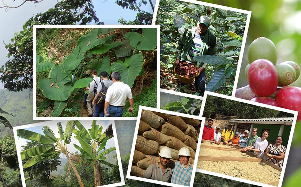 convenient-whole-beans-multi-serve