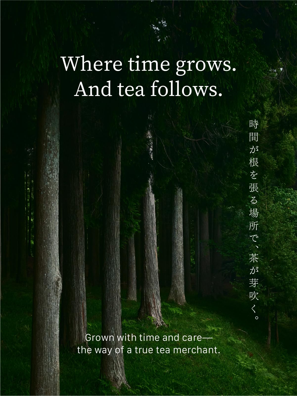 smooth-bold-flavor-matcha-powder