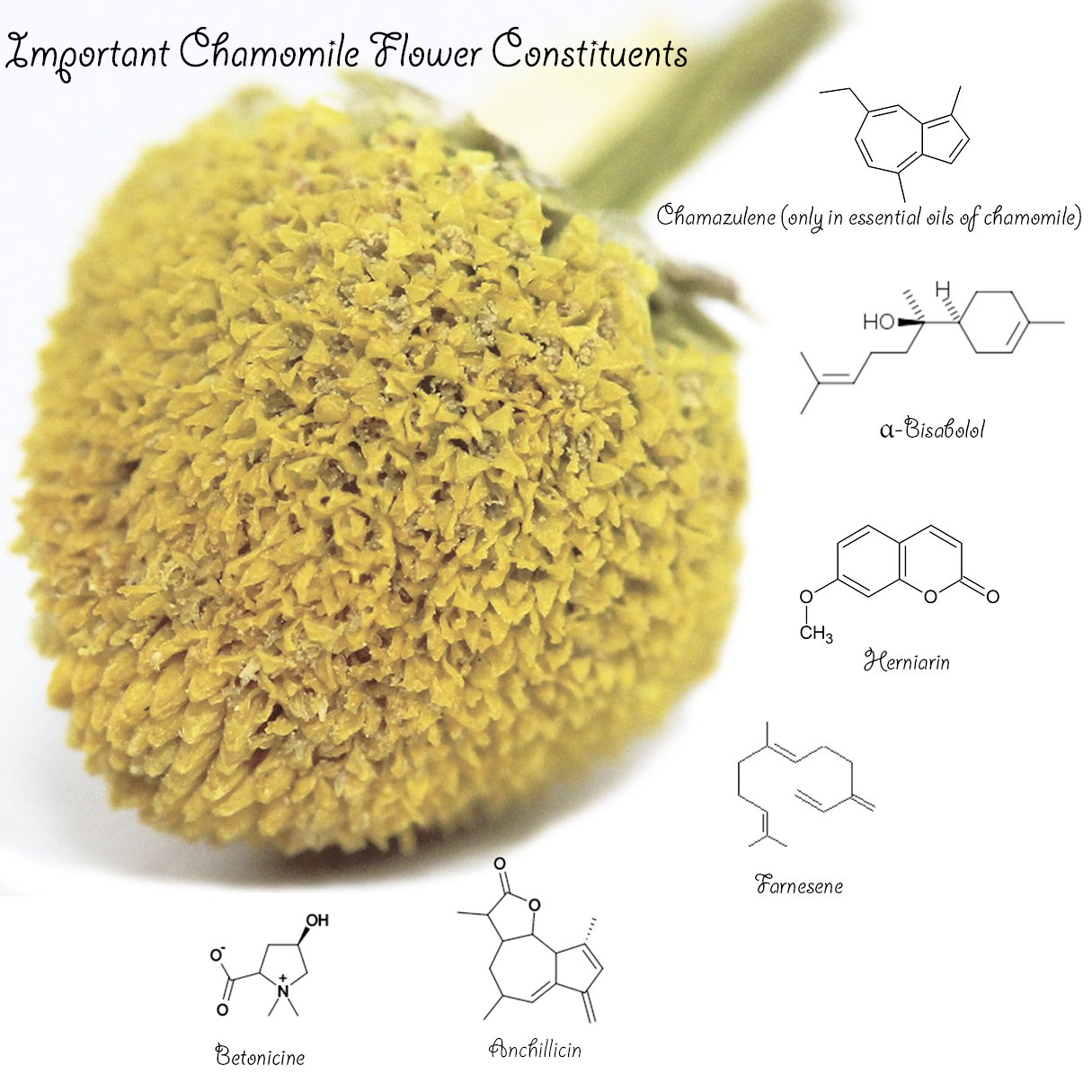 premium-instant-tea-u-s-wellness-naturals