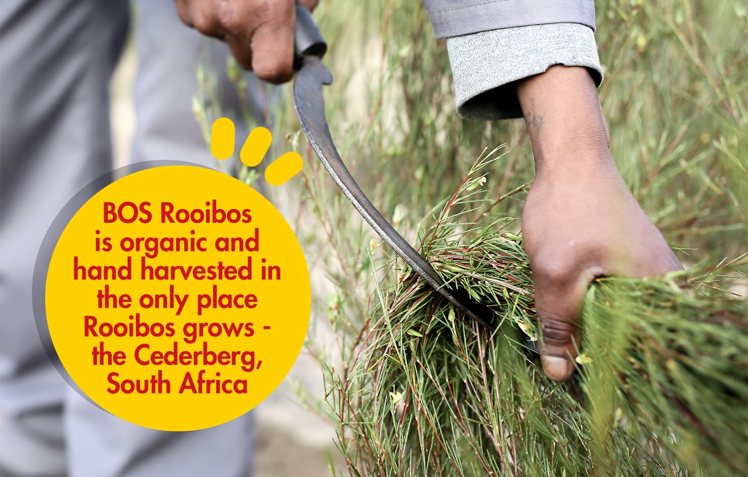 convenient-rooibos-tea-multi-serve