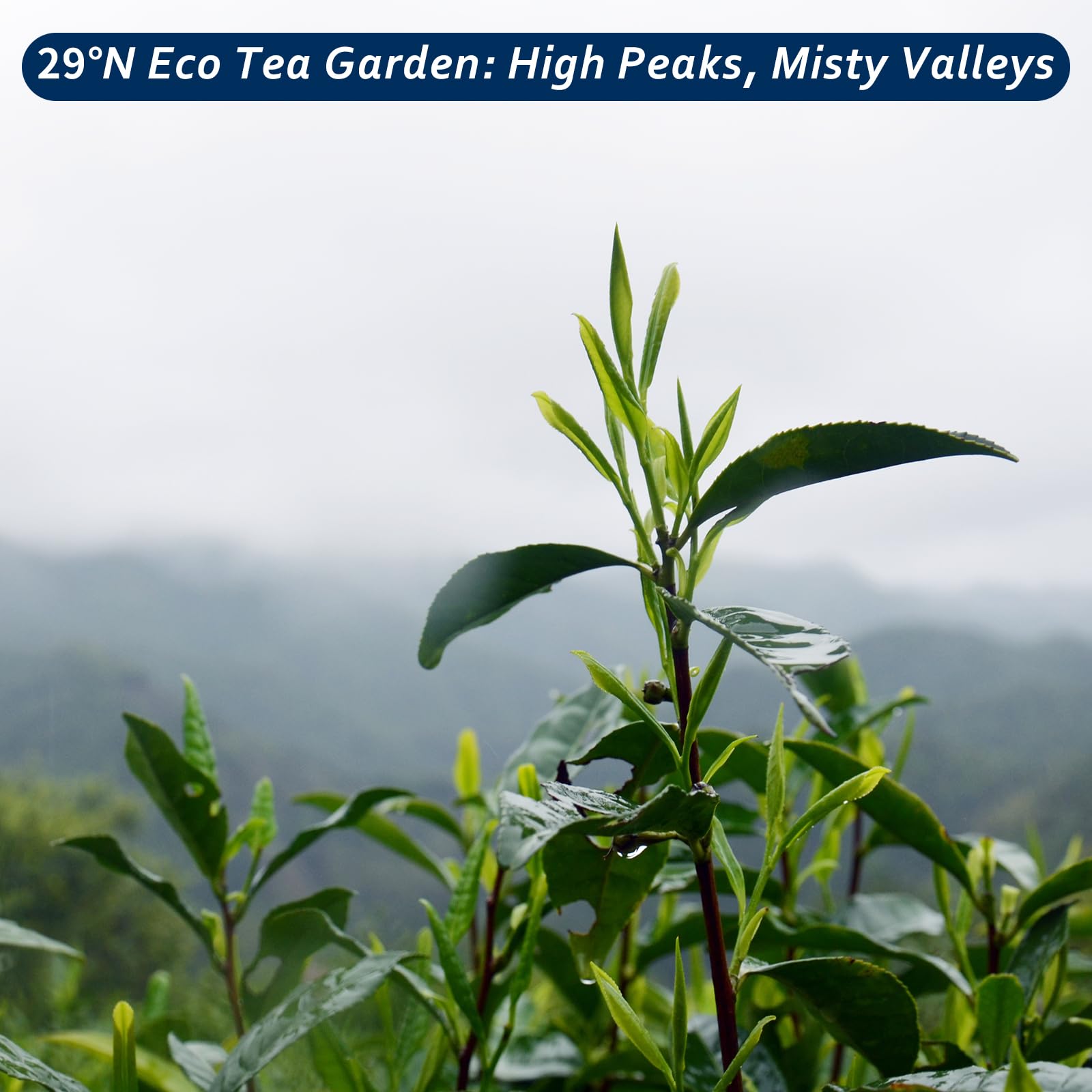 rich-full-bodied-cold-brew-coffee