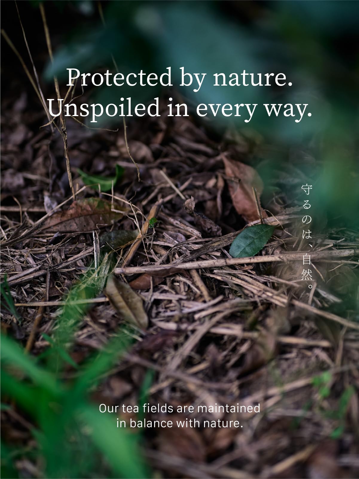 convenient-matcha-powder-multi-serve