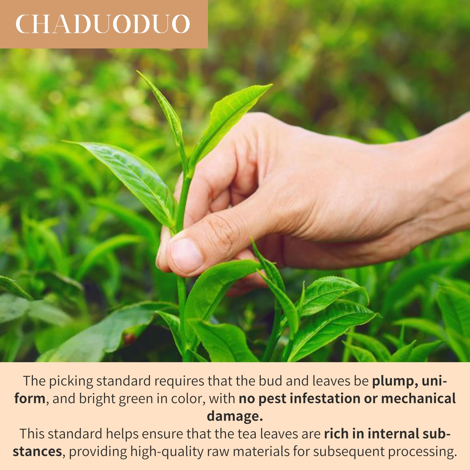 top-rated-instant-tea-chaduoduo