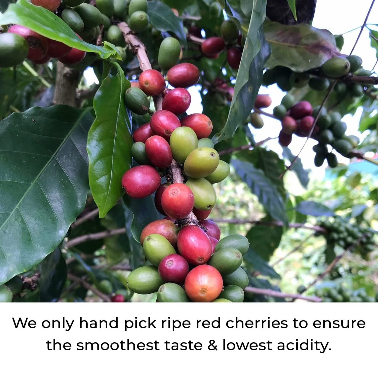 convenient-ground-coffee-multi-serve