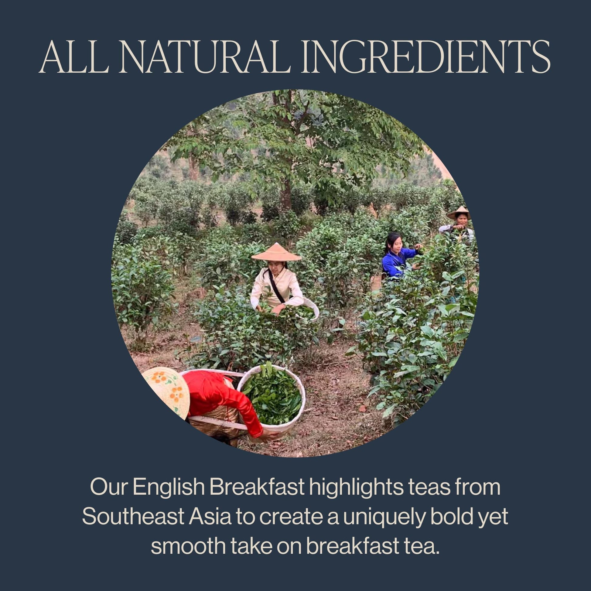 rich-full-bodied-black-tea