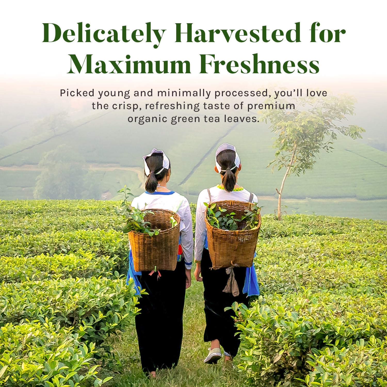 easy-to-brew-cold-brew-coffee