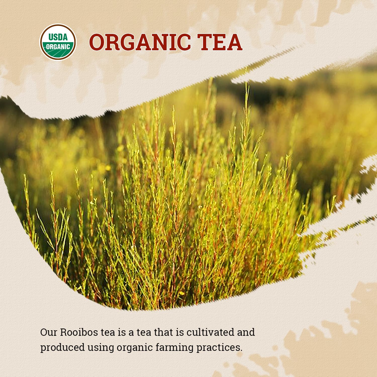 top-rated-rooibos-tea-52usa