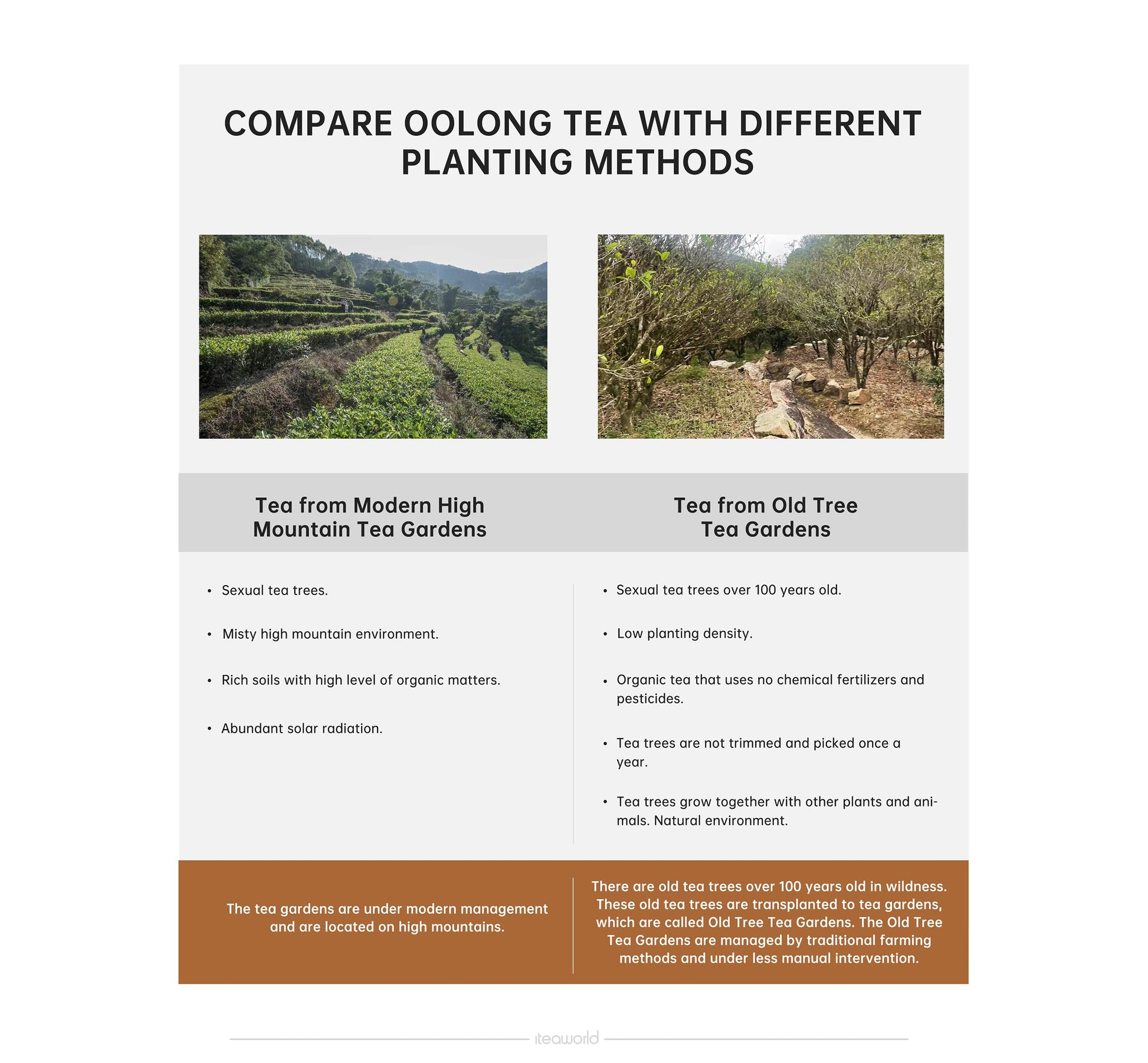 smooth-bold-flavor-instant-tea