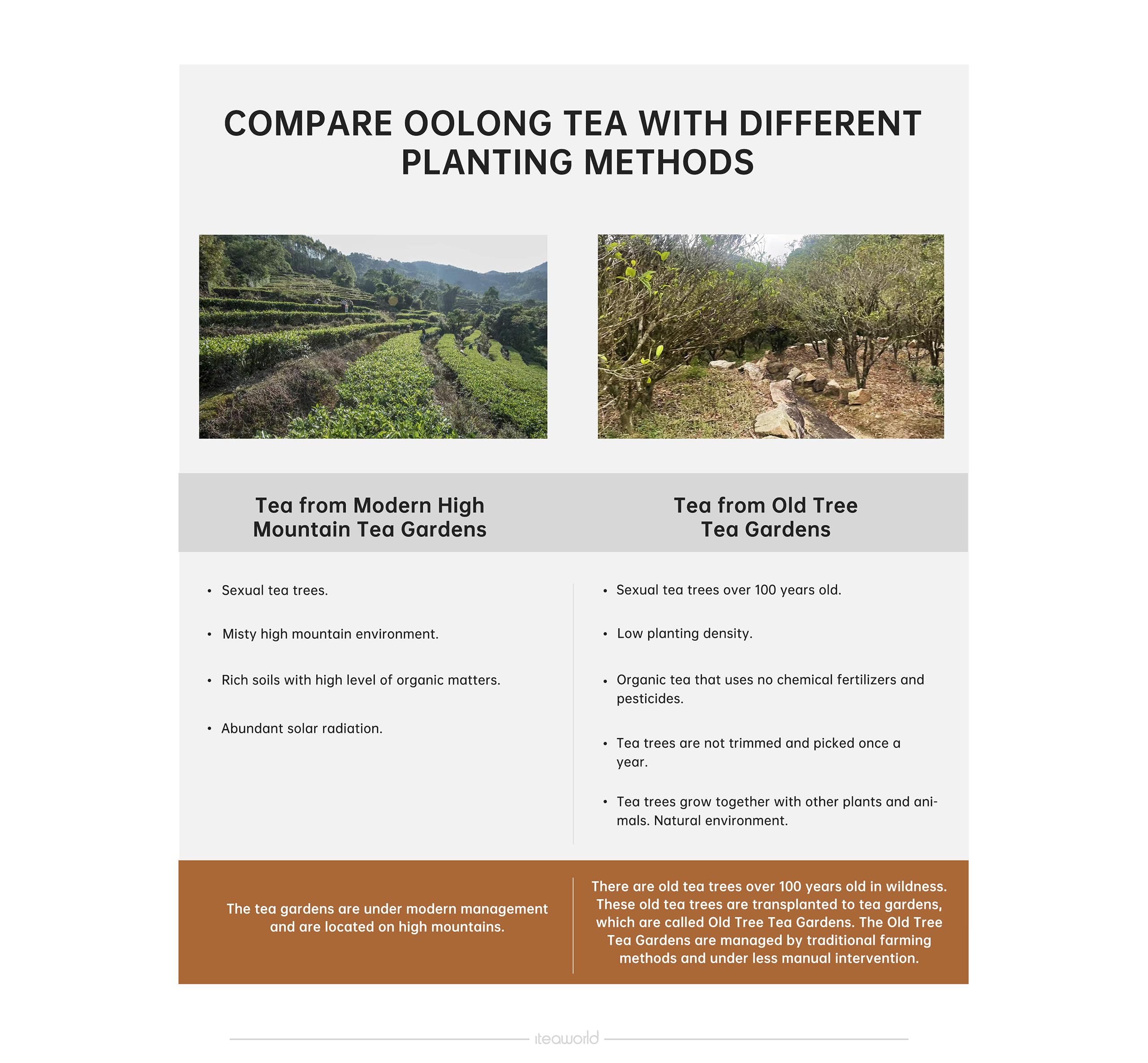 smooth-bold-flavor-instant-tea