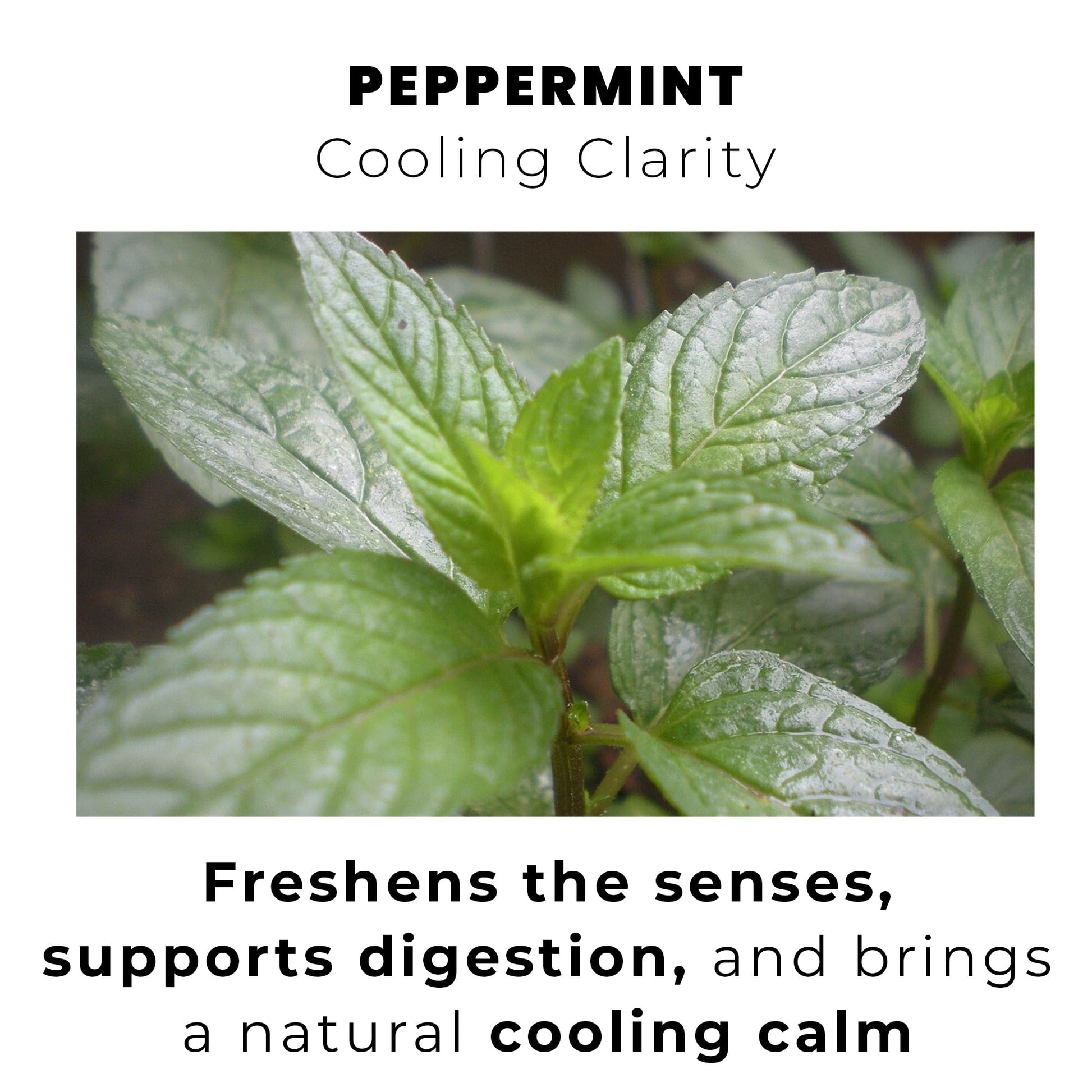 easy-to-brew-instant-tea