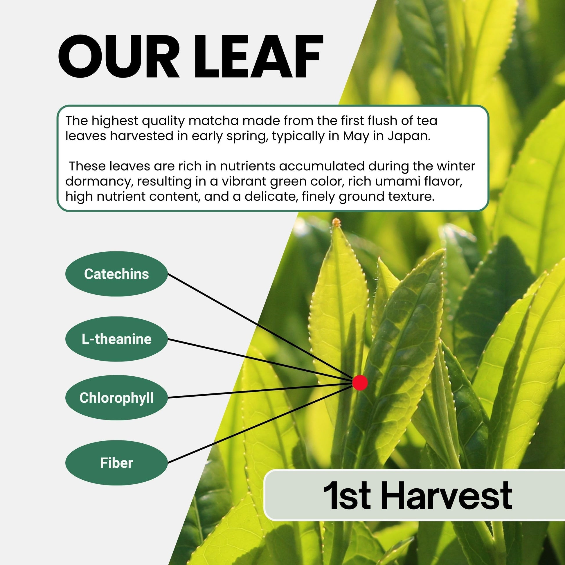 easy-to-brew-latte-mix