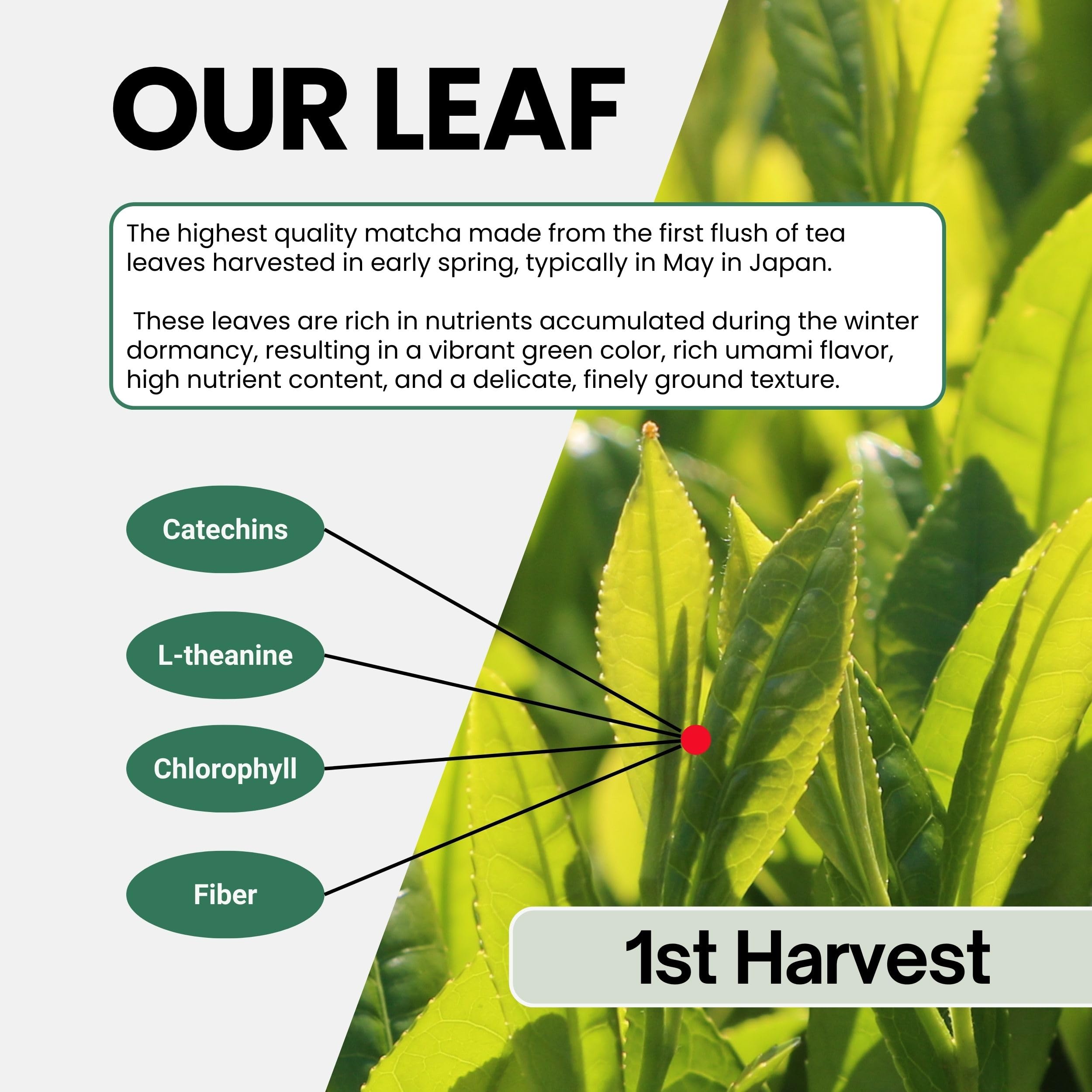 easy-to-brew-latte-mix