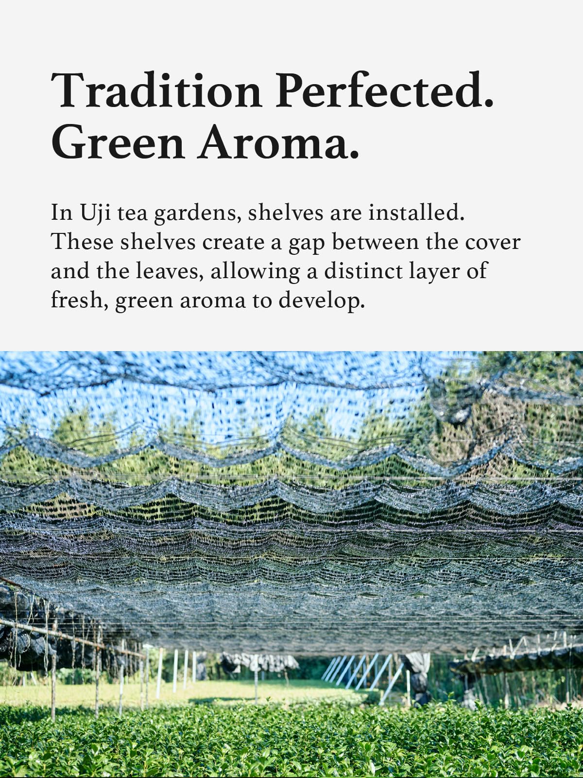 convenient-matcha-powder-multi-serve