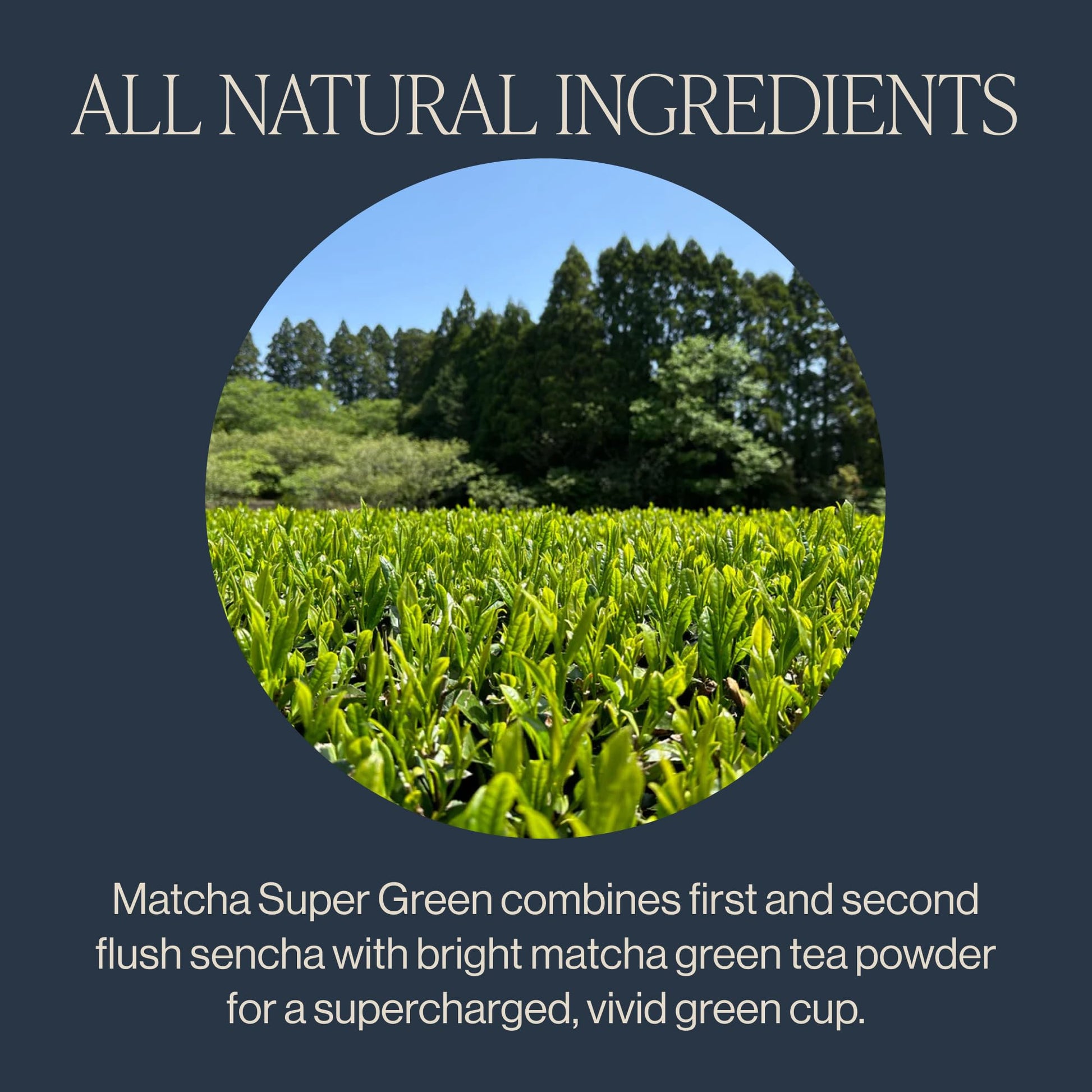 rich-full-bodied-matcha-powder