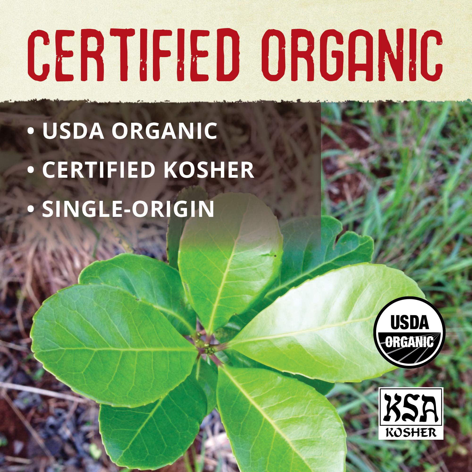 easy-to-brew-yerba-mate