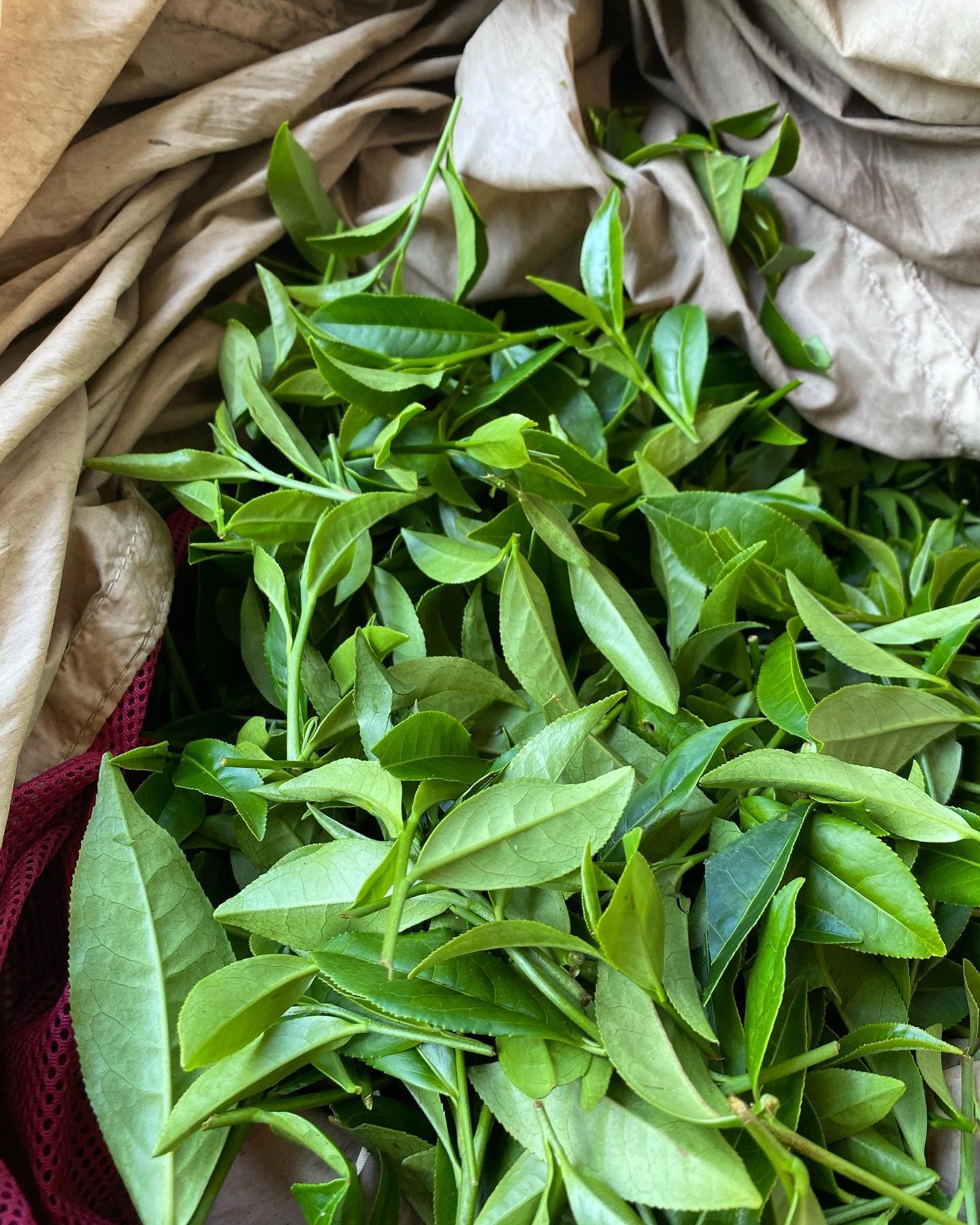 easy-to-brew-instant-tea