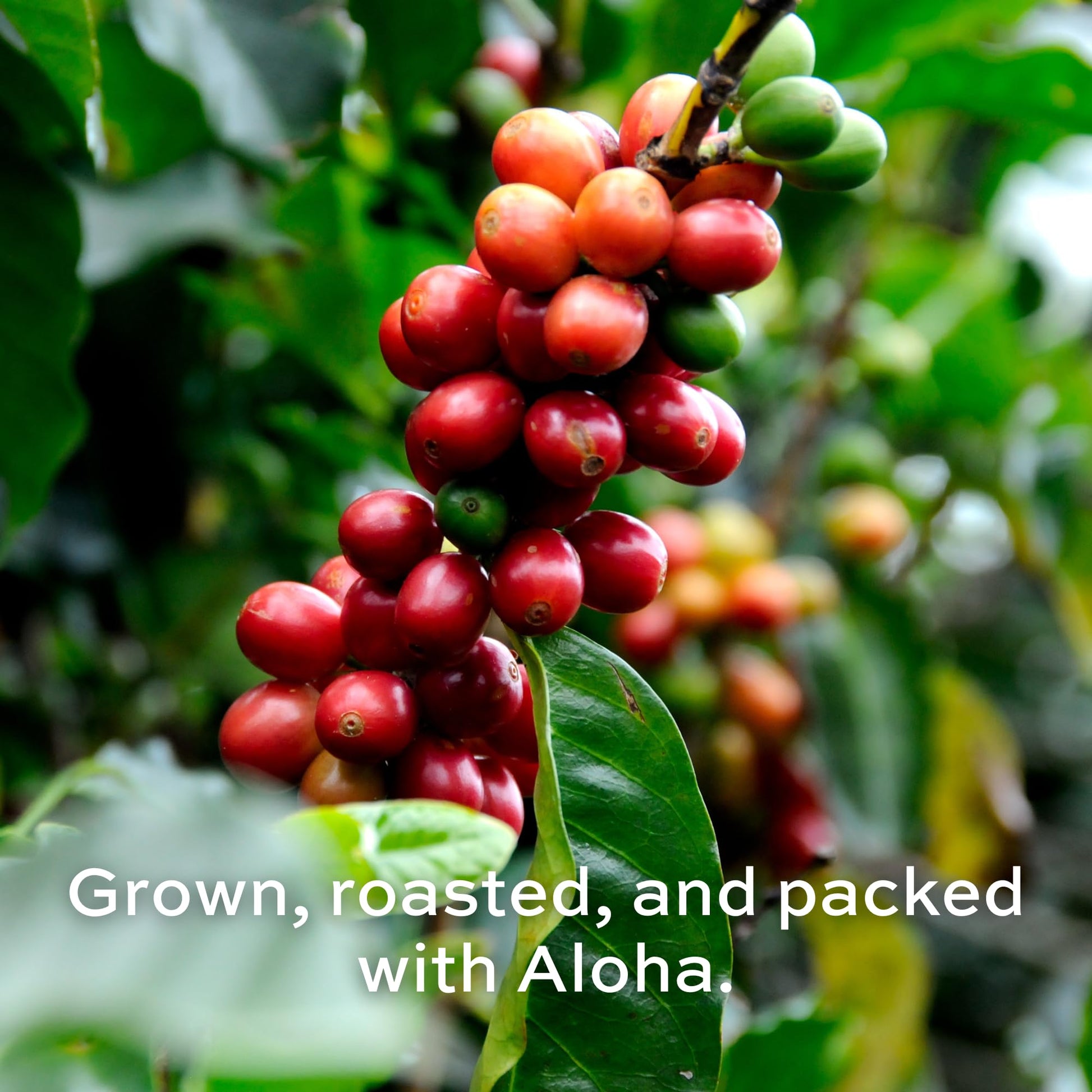 convenient-instant-coffee-single-serve