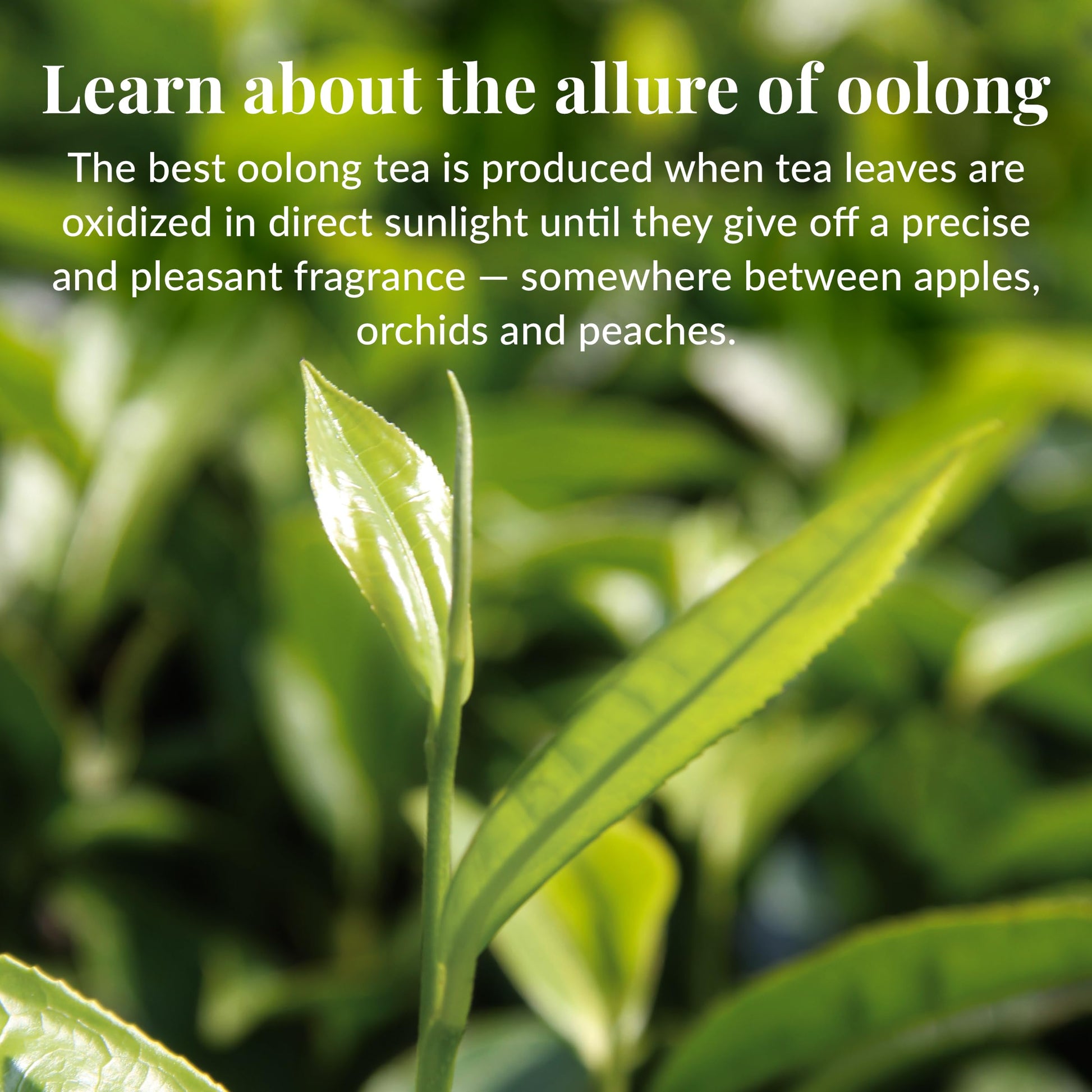 smooth-bold-flavor-instant-tea