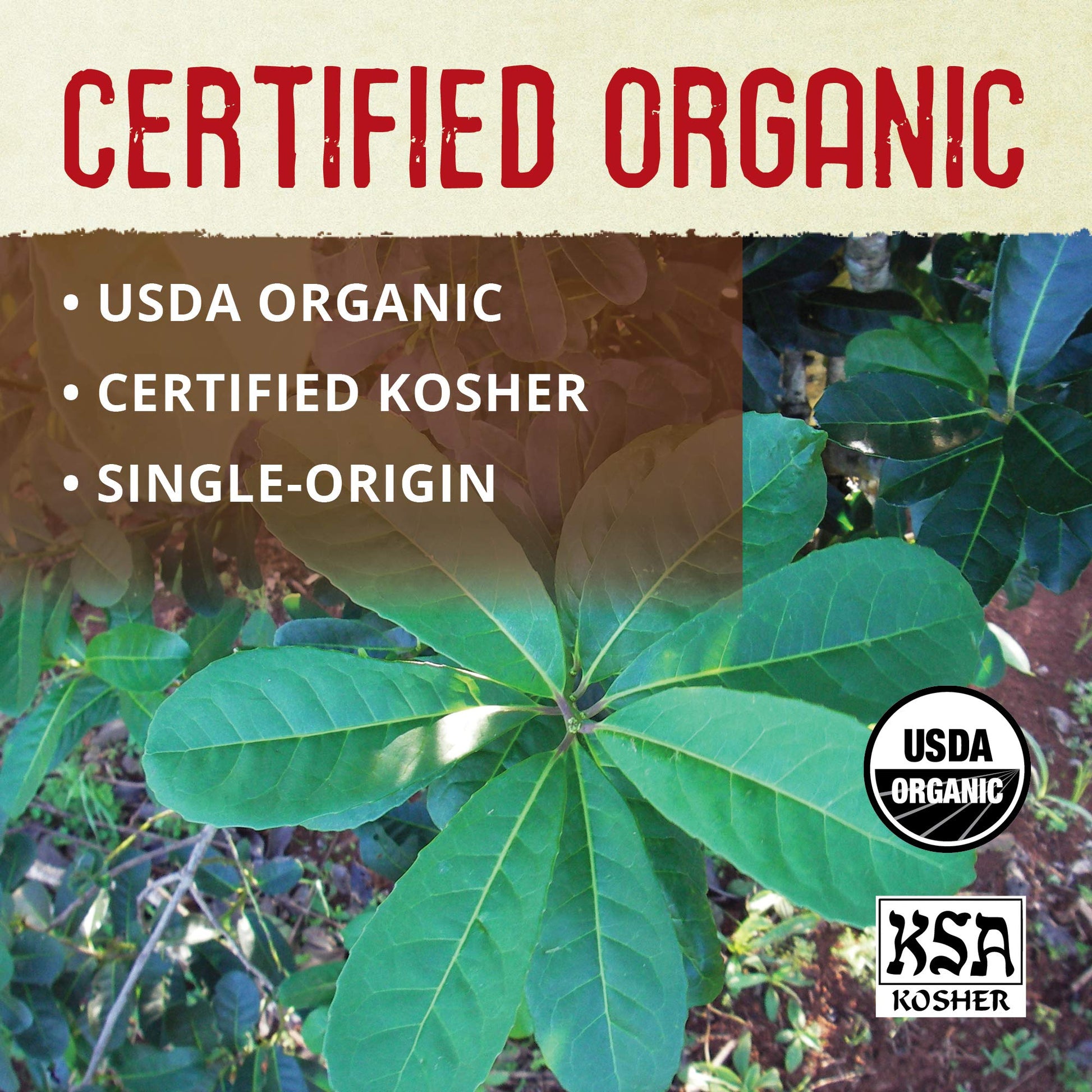 premium-yerba-mate-ecoteas