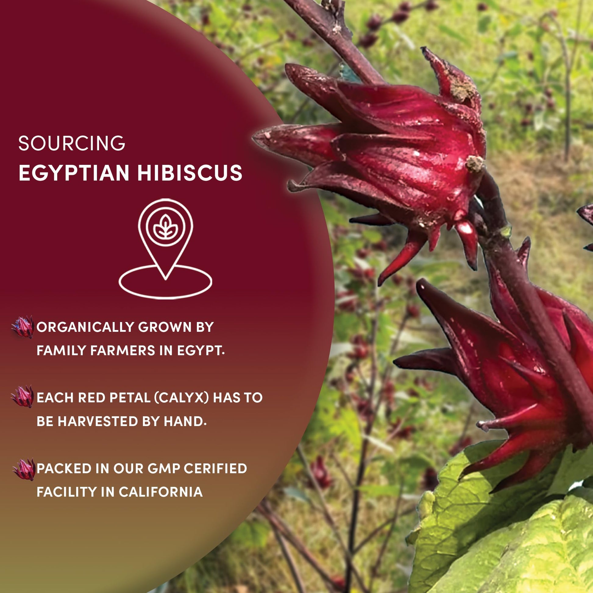 easy-to-brew-instant-tea