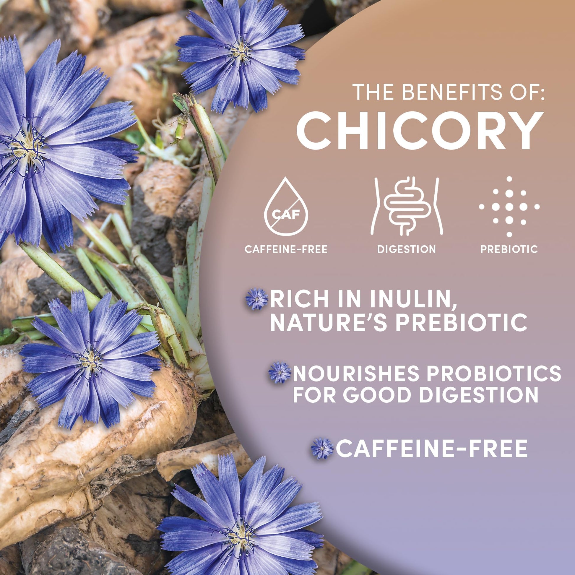 smooth-bold-flavor-chicory-coffee