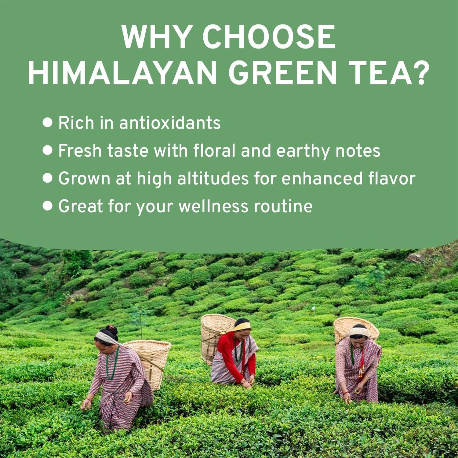 easy-to-brew-green-tea