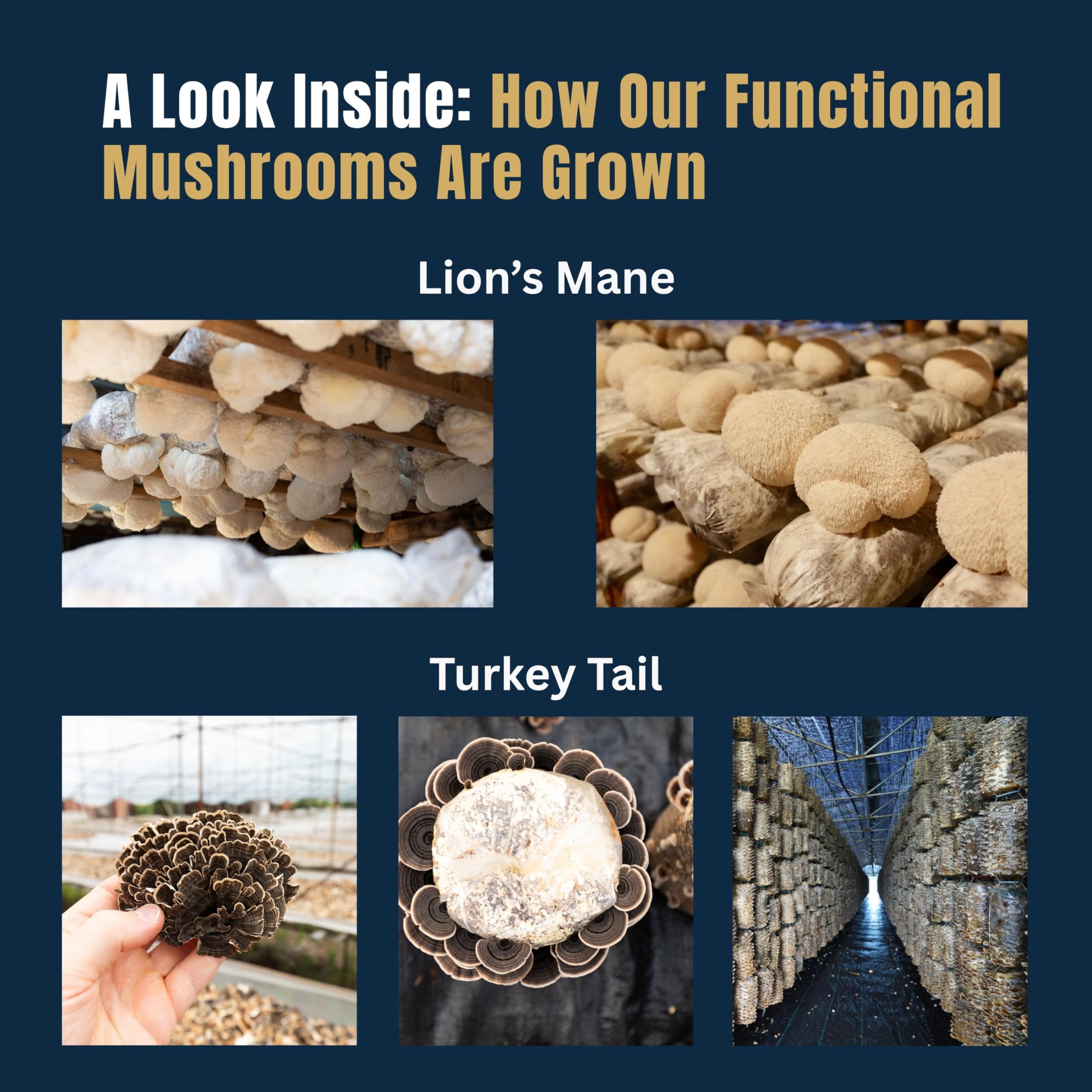 top-rated-mushroom-coffee-monkey-brew