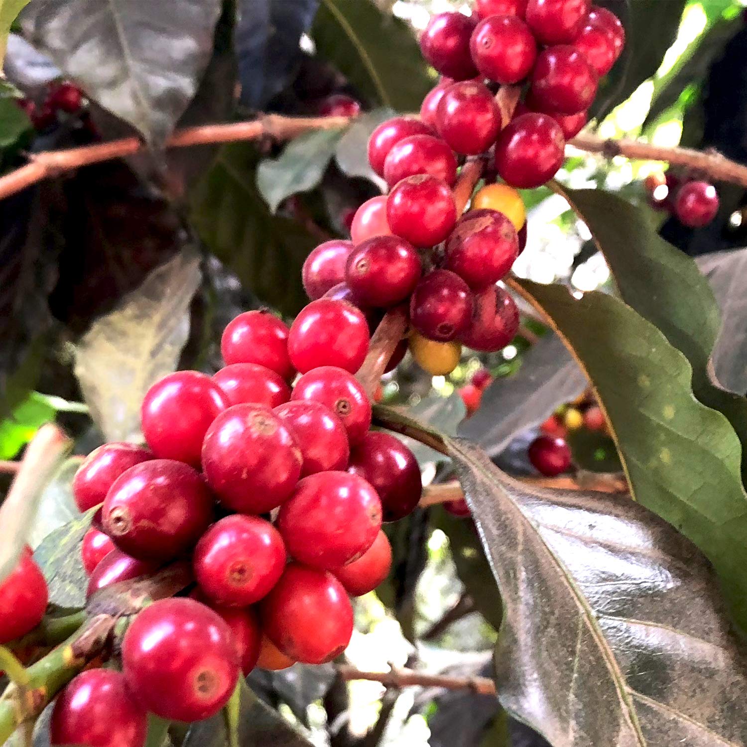 affordable-whole-beans