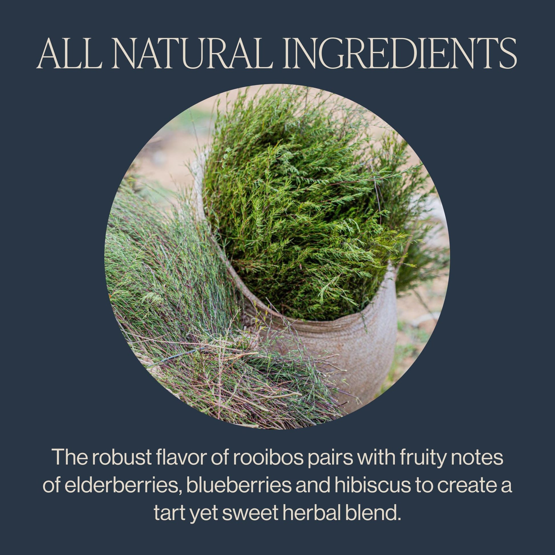 rich-full-bodied-rooibos-tea