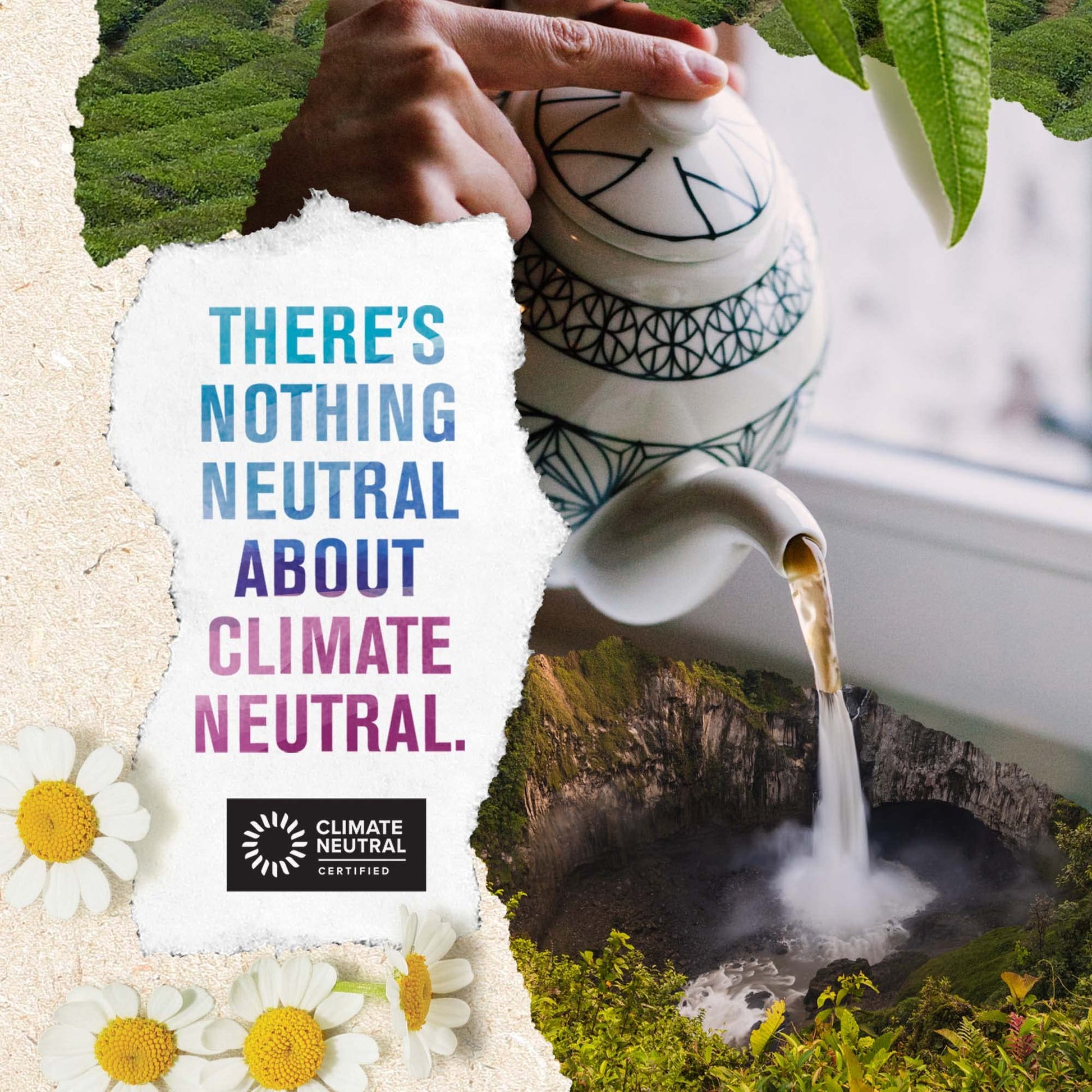 easy-to-brew-black-tea