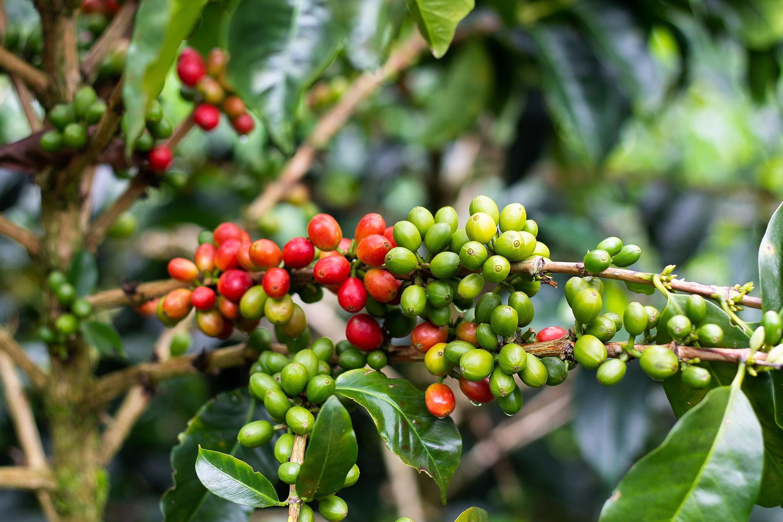 smooth-bold-flavor-whole-beans