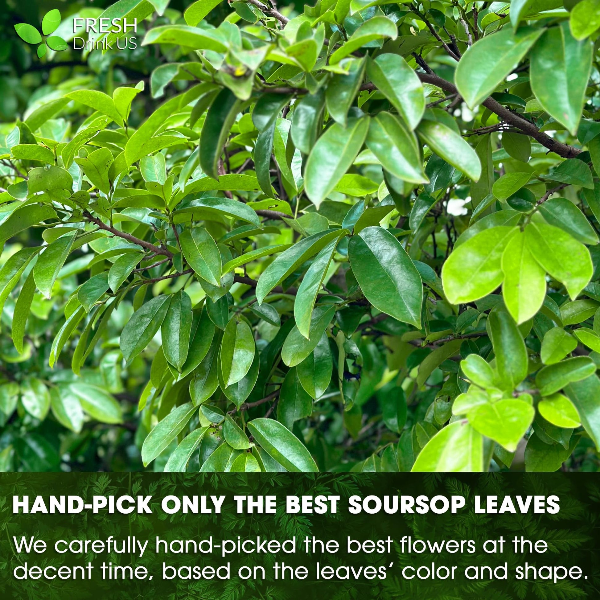 easy-to-brew-instant-tea